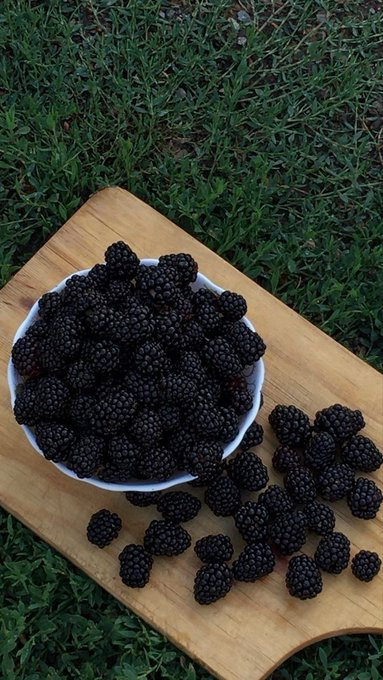 flowery143's tweet photo. Fresh blackberries straight from nature https://t.co/v7OdhDI6ow