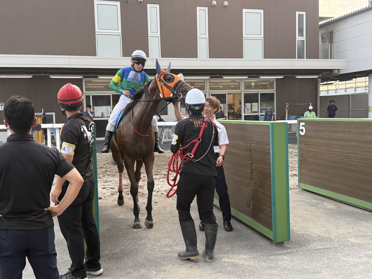 nakagawaakemi's tweet photo. 川崎５Ｒの新馬戦。
福ちゃんこと、 #ドコフクカゼ のデビュー戦は４着でした。
「１枠は厳しかったですね。思った以上に砂をかぶるのを嫌がりました」（新原周馬騎手）とスタート直後は最後方に。
最初のコーナーで大外まで出すと、向正面では外目をスルスルと上がって行きました。
「ハンデがあるのはしかたないこと。これはマクるしかないと１コーナーで決めて動かしました。最後は伸びきれなかったけど、まだ２歳で馬は成長しますからね。次走で勝利を目指したいと思います。パドックはオレンジに染まっていましたし、皆さんの声援も聞こえました」と新原周馬騎手。
片眼の福ちゃん、無事、競走馬としての第一歩を踏み出しました。