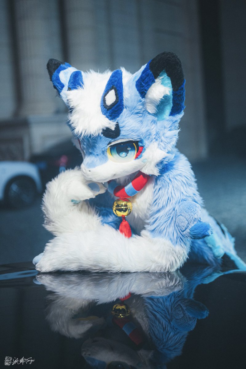 shimaojiu's tweet photo. #FursuitFriday 
Lost in the Blue🌌
📸:@沨晞fengsi https://t.co/Fj5nWNQcCU