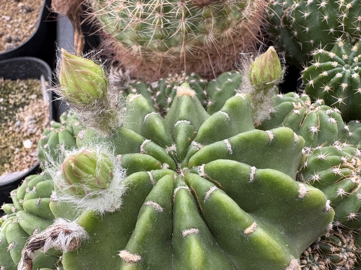 cactuspower3's tweet photo. また咲く気😄 https://t.co/VrWqAME2hp