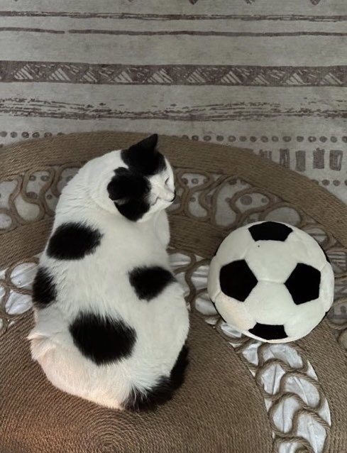 present_sub5's tweet photo. 完全にサッカーボールになってた猫見て https://t.co/D6eV38u3CR