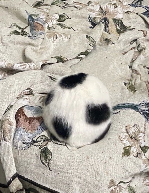 present_sub5's tweet photo. 完全にサッカーボールになってた猫見て https://t.co/D6eV38u3CR