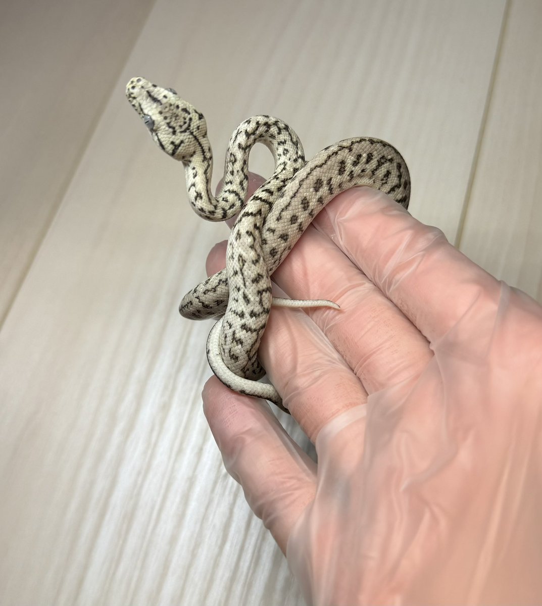 tnpythons's tweet photo. ロコマケに連れて行く生体🙏
出品生体はカーペットパイソンのみになります😁
サングロー系綺麗なの連れて行きます🐍
もちろんアザン系も！
#ロコマケ
#カーペットパイソン https://t.co/B9qNwjYCaF