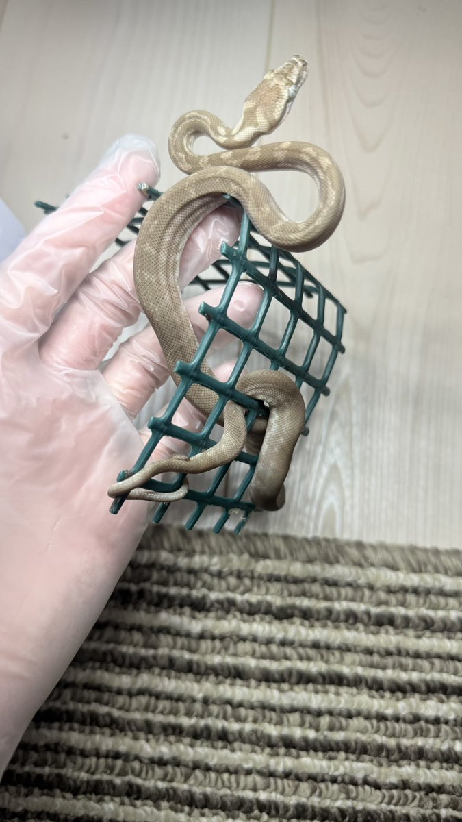 tnpythons's tweet photo. ロコマケに連れて行く生体🙏
出品生体はカーペットパイソンのみになります😁
サングロー系綺麗なの連れて行きます🐍
もちろんアザン系も！
#ロコマケ
#カーペットパイソン https://t.co/B9qNwjYCaF