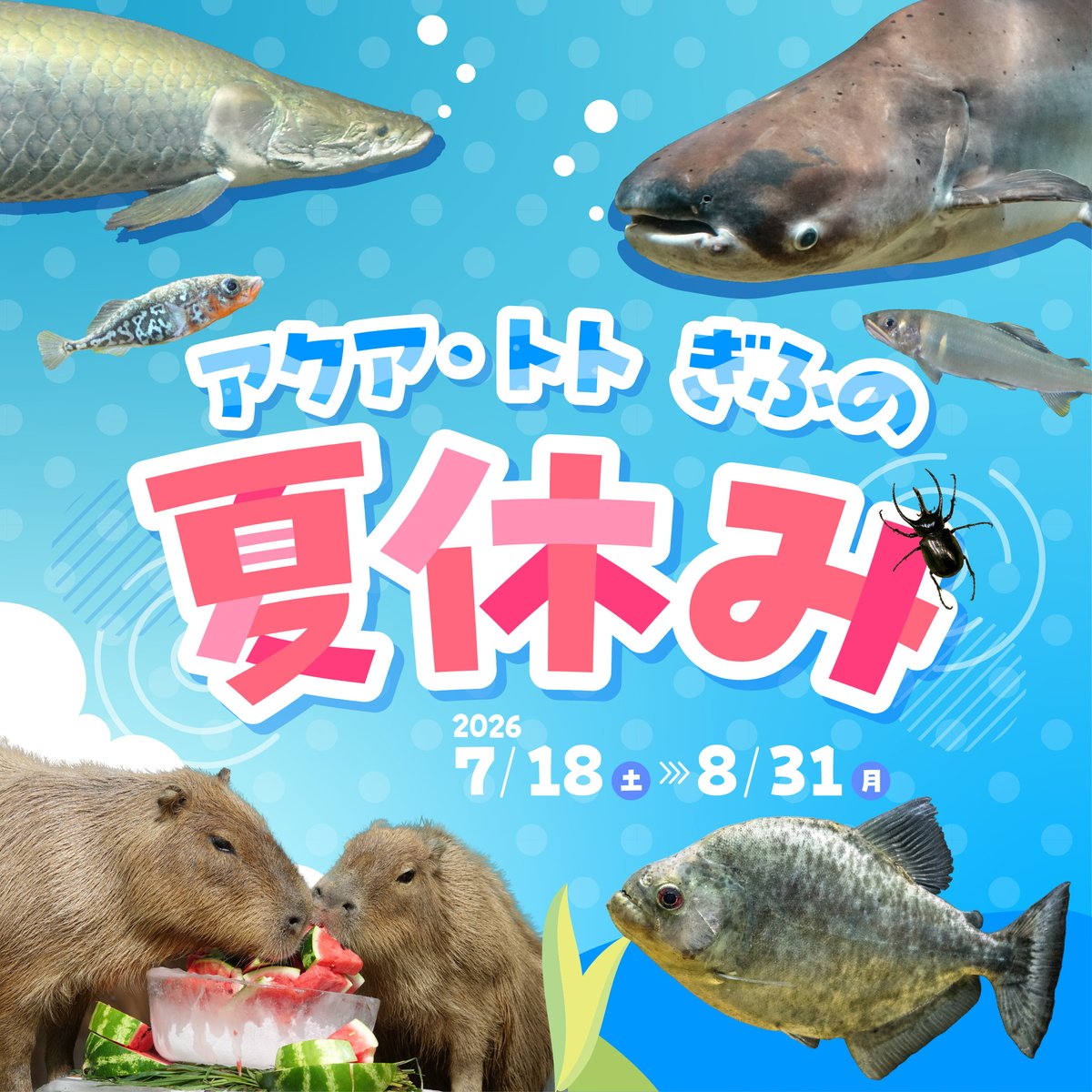aquatotto's tweet photo. 明日はもう8月ですね。

夏休みのアクア・トト ぎふは、さまざまなイベントを開催しています。【広報】

https://t.co/qQ4aQQIqU8 https://t.co/AX9LZWakPG