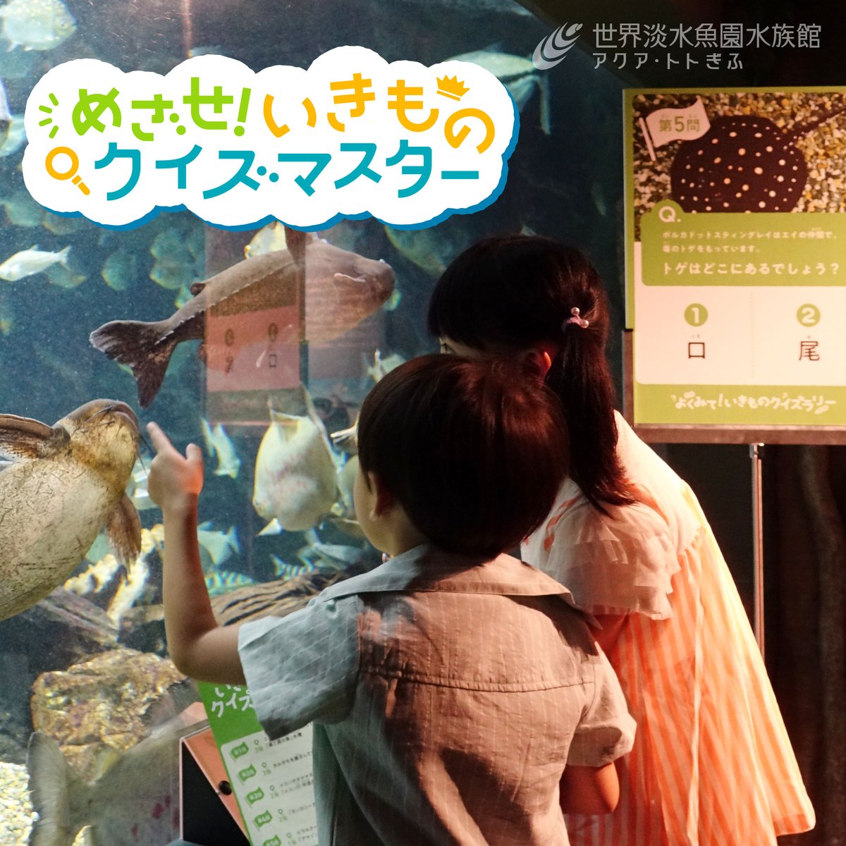 aquatotto's tweet photo. この夏、水族館で生き物クイズにチャレンジしてみませんか？

館内では、いきものをよく見ると分かるクイズを出題。
クイズ用紙を持ちながら、答えの部分を順番に折り曲げていくと…キーワードが現れる！

全問正解した君は”いきものクイズマスター”だ！【広報】

https://t.co/ukyniPJuM4 https://t.co/pZ5TVMpU7B