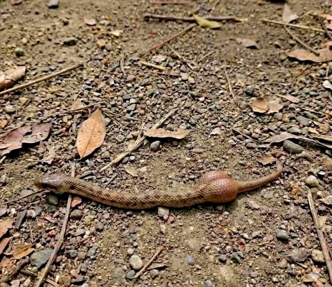 PSBUBAGASHklmb's tweet photo. So even snake dey do B B L... 😂 https://t.co/j90DhWkFbb