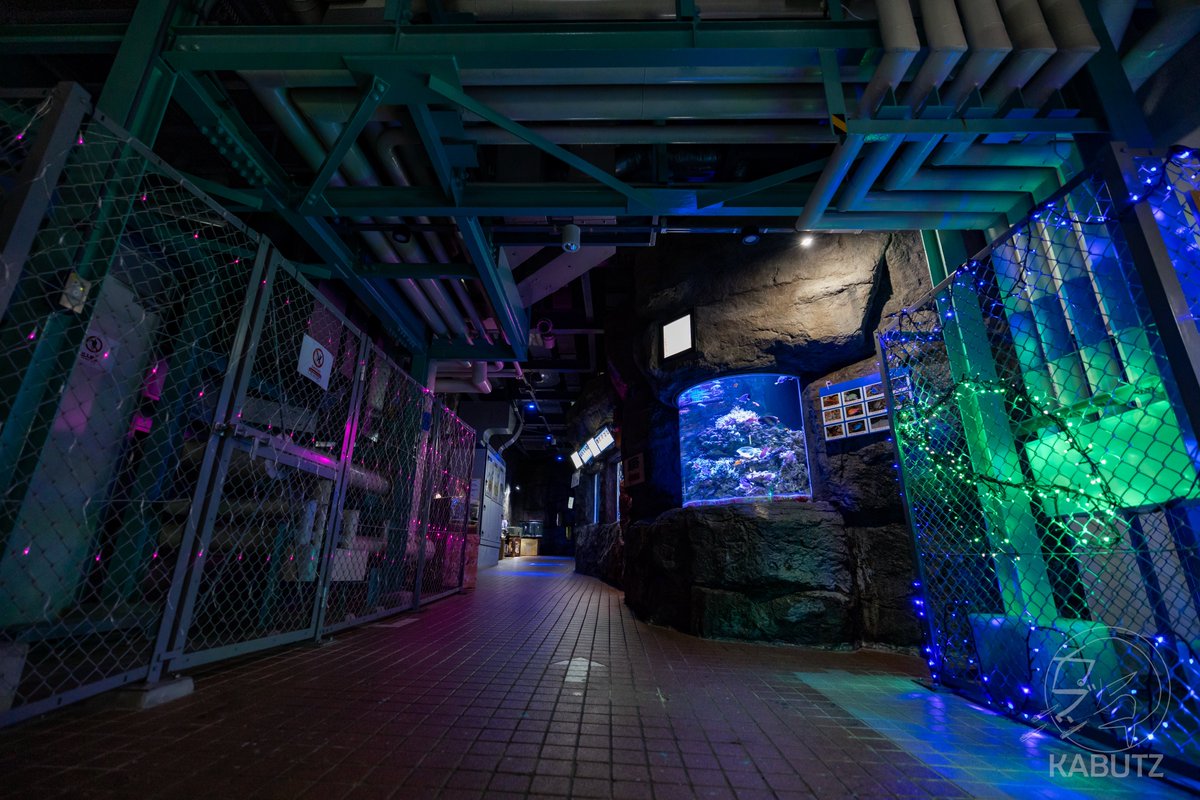tan_sui_kabutz's tweet photo. 岩手県に作られた地中トンネル内の水族館
#もぐらんぴあ https://t.co/6UlolIKryI