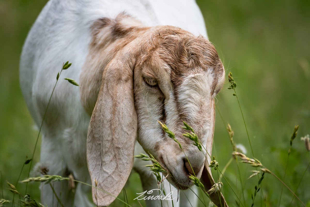 LSBofEBB's tweet photo. Who's on the Farm?
Today, it's a goat 🐐. I think this is a Nubian Goat with those long floppy ears.  Makes them look extra cute with a bit of dopey thrown in. 
#godscreatures #goat #thatface #farmanimals #cutie #massachusetts #photographer #thoseears #dopey https://t.co/4mWX8AIib5