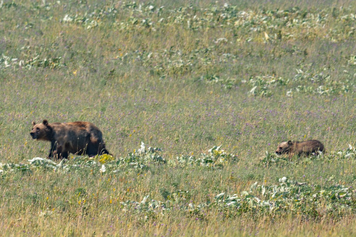 LeonKauffman's tweet photo. The view you're hoping for at the pull-off of the Going-to-the-Sun Road at Two Dog Flats in Glacier National Park.  We got a second cub trailing along as a bonus as well as a single bear in the previous meadow. https://t.co/Eq2zGdUWZP