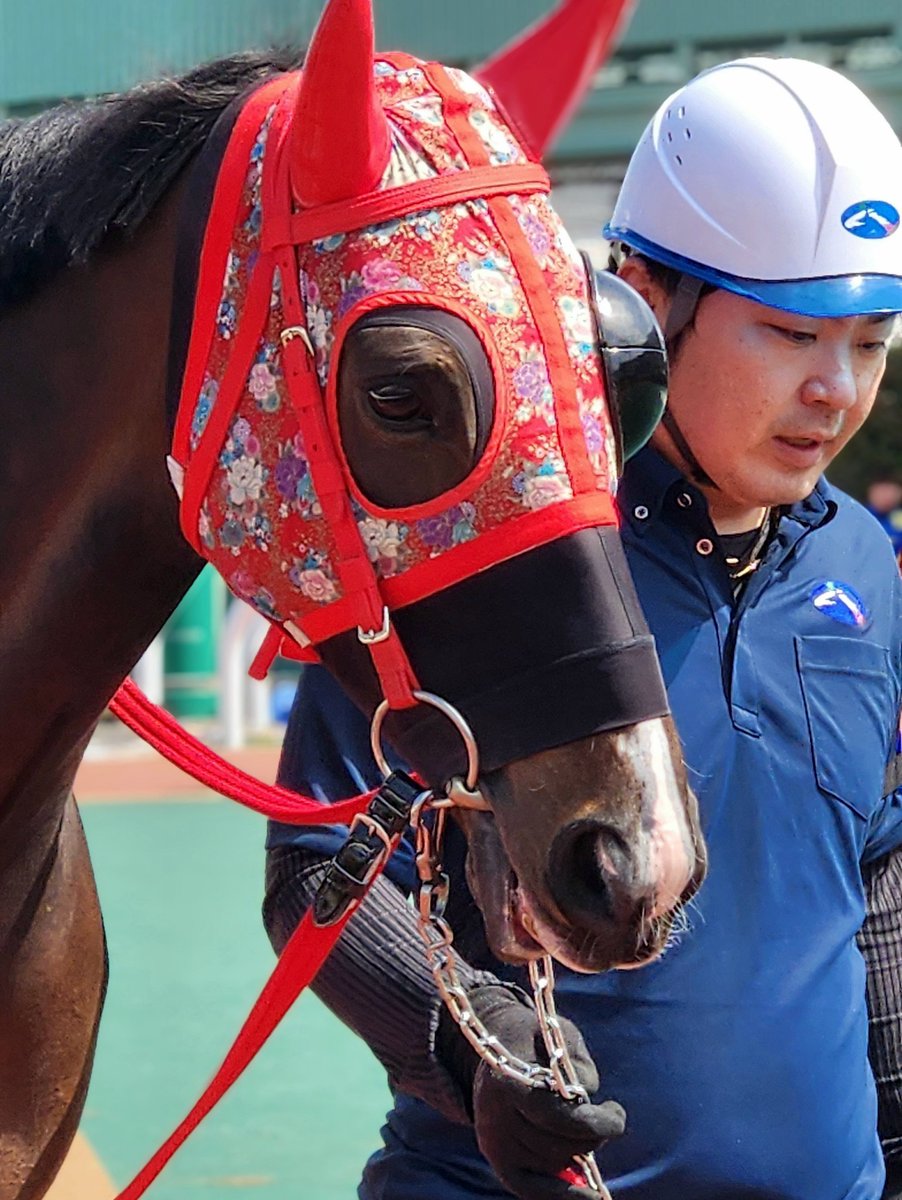 cocoa_air31's tweet photo. 今日の川崎5Rはドコフクカゼのタオルを肩に掛けている方がたくさんいました👏

川崎は隻眼で一生懸命走っているティンドラ(写真左)
引退→今後乗馬になる元浦和所属のアモフリューゲル(写真右)もいます🐴

皆片目が見えないとは思えない走り🏇
見える世界が優しく幸せである様に🍀
今後も応援します📣 https://t.co/USgezbdpeH
