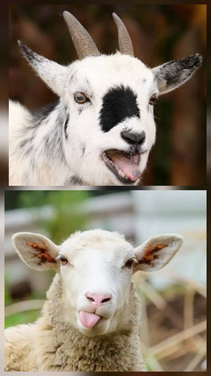 SatishJessi's tweet photo. @naralokesh The first image was a GOAT. The second one is a SHEEP.

So you are holding a SHEEP, Mr. Lokesh Garu! There is a lot of difference between them, and you are our education minister. Kudos to you, sir! https://t.co/dngHQsq5Vi