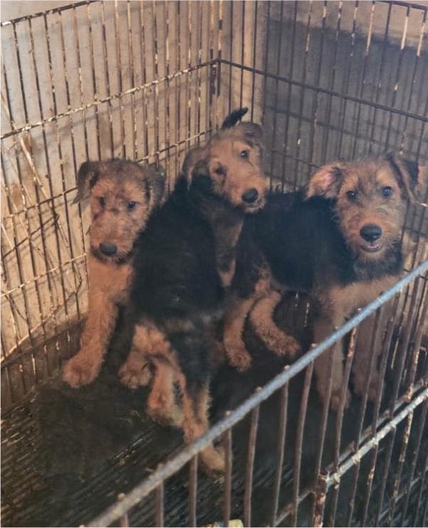 makearggayagain's tweet photo. fuerte repudio a la diputada karen reichardt tras proponer un proyecto se ley para regularizar los criaderos de animales: diferentes ongs y refugios animalistas se unen para rechazar la propuesta de la legisladora de javier milei. https://t.co/RoMo7XadE9