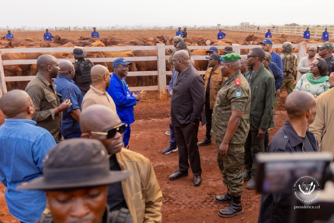 Presidence_RDC's tweet photo. Le Président de la République, Félix-Antoine Tshisekedi Tshilombo, a effectué une visite d'inspection stratégique au cœur du pôle agro-industriel de Kaniama-Kasese, dans la province du Haut-Lomami, ce vendredi 31 juillet 2026.

Ce déplacement vise à évaluer sur le terrain l'impact des investissements consentis pour l'autosuffisance alimentaire nationale, à travers notamment les installations de stockage de maïs, les unités d’élevage et le chantier des futurs silos industriels, dont la capacité globale atteindra 30 000 tonnes. Sur place, le Chef de l’État a remis un lot d'engins agricoles modernes pour optimiser les rendements des équipes du Service National. 

Cette visite concrétise l'ambition du Président de la République de faire de Kaniama-Kasese le fer de lance de la lutte contre la dépendance alimentaire de la RDC (notamment pour le maïs), tout en assurant une réintégration sociale réussie des jeunes en rupture de ban et des anciens miliciens, désormais formés comme « Bâtisseurs de la Nation ».