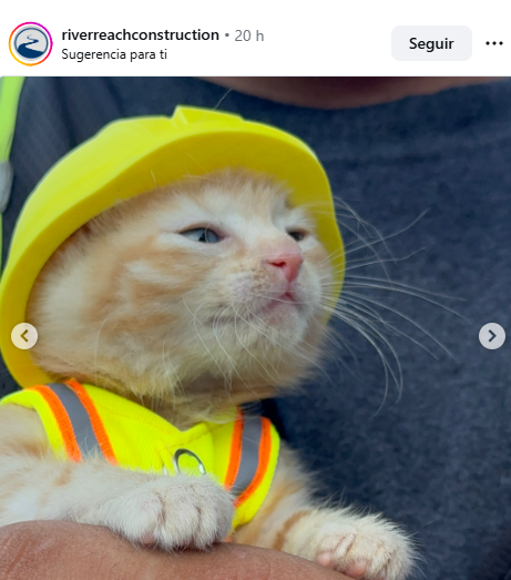 OriginalDevoor's tweet photo. this is the most cute animal wif helmet i see

Sue is the new mascot of  riverreachconstruction, a little kitten who wears a helmet and Construction safety vest

Is perfect cat wif helmet

Insta
https://t.co/h1D7tHBtck https://t.co/FbPfAuIKp0