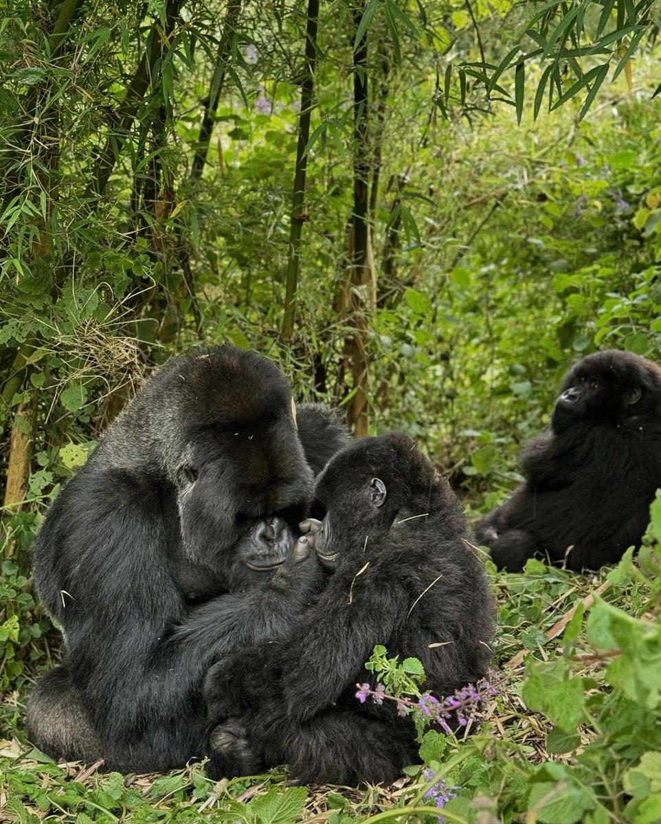 vazqueztourst's tweet photo. 🌍🦍 #WorldRangerDay 2026 | Guardians of a Changing Planet

Today, we honor rangers protecting wildlife and nature. In Rwanda’s Volcanoes National Park, gorilla trackers have never missed a day in the forest for nearly 60 years, safeguarding mountain gorillas and conservation. https://t.co/tXrvSRIkxs