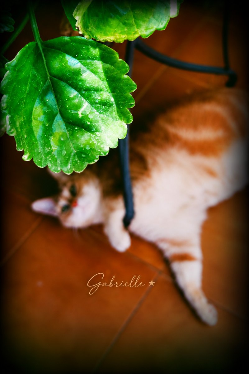 SoyElle07's tweet photo. La forma en que cuidamos a los más vulnerables… dice mucho de quienes somos.

Mi amor gatuno. 🐈🧡💛

— 𝔾𝕒𝕓𝕣𝕚𝕖𝕝𝕝𝕖 ⋆ https://t.co/zjyXZIqeRd