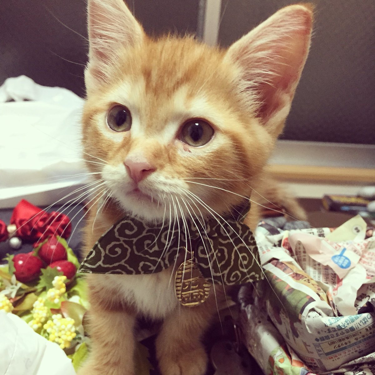 oppo_0222's tweet photo. 虎太郎１０歳になりました🐯💚
赤ちゃんの時からピンクの肉球とお鼻が可愛かった♡
オジサンになってもタオルをフミフミチュッチュします😘
あんまり自分の体のデカさを理解出来てないコタさんが好き🥰🫶
あと20年一緒に居よう🏠!!
にゃんこ３０年時代到来🐈‍⬛🐈 https://t.co/kGu2gCjQsL
