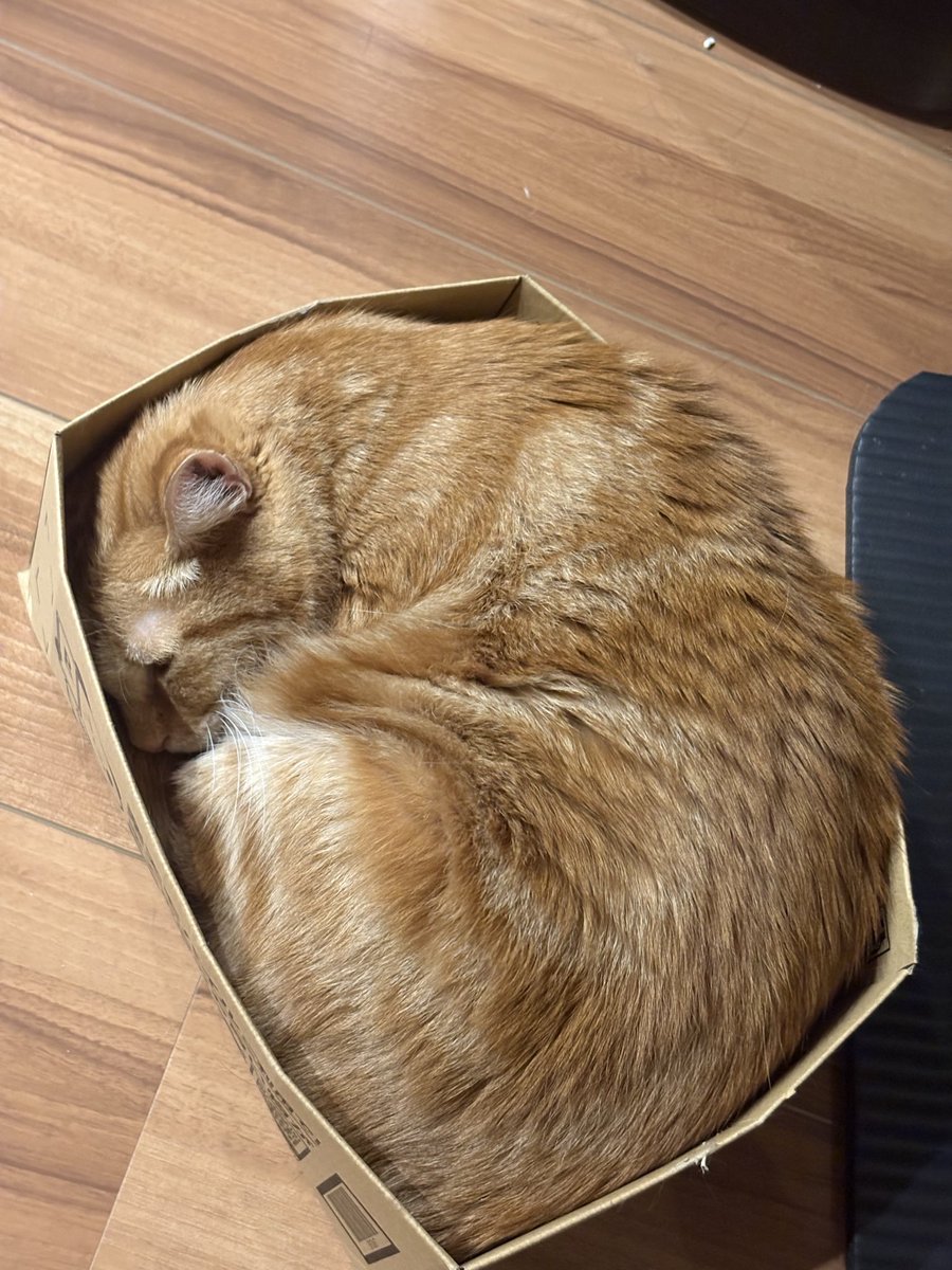 oppo_0222's tweet photo. 虎太郎１０歳になりました🐯💚
赤ちゃんの時からピンクの肉球とお鼻が可愛かった♡
オジサンになってもタオルをフミフミチュッチュします😘
あんまり自分の体のデカさを理解出来てないコタさんが好き🥰🫶
あと20年一緒に居よう🏠!!
にゃんこ３０年時代到来🐈‍⬛🐈 https://t.co/kGu2gCjQsL