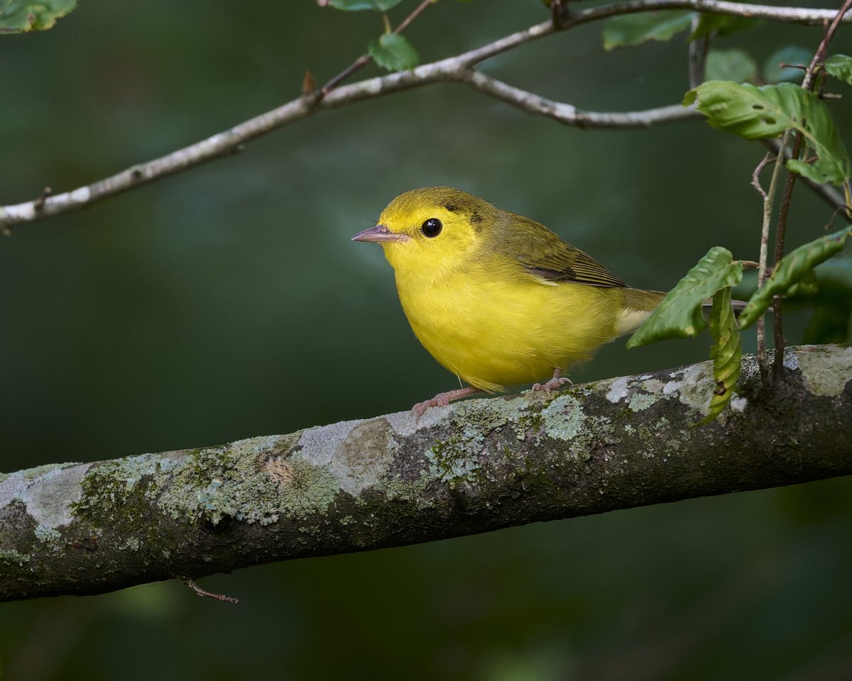 corbyamosphoto1's tweet photo. A lovely female Hooded Warbler. https://t.co/gpZJqOjVDW