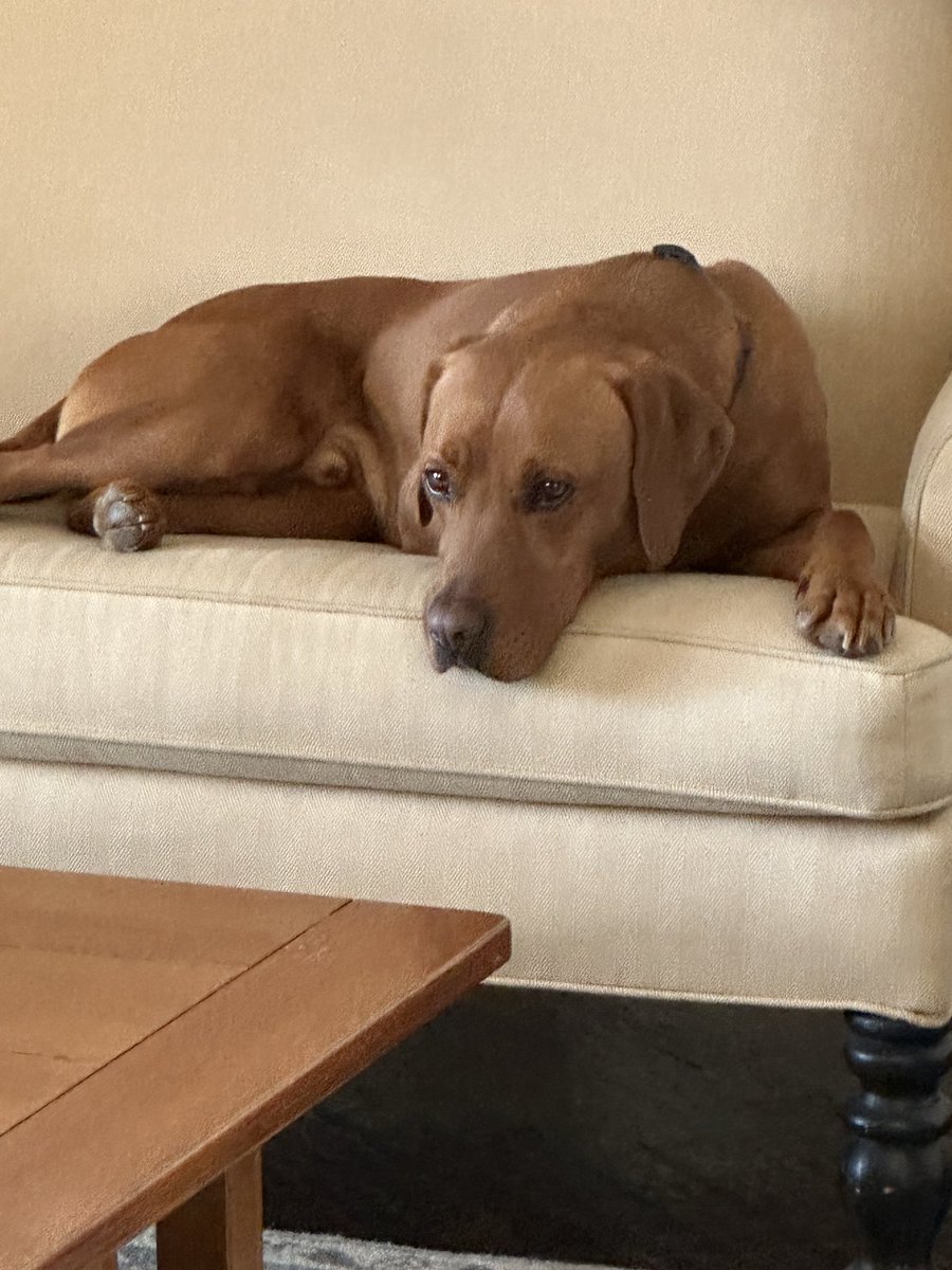 KFmtx's tweet photo. @MegynKellyShow Wait a sec .. your dog is my dog https://t.co/f6OOE7YMHu
