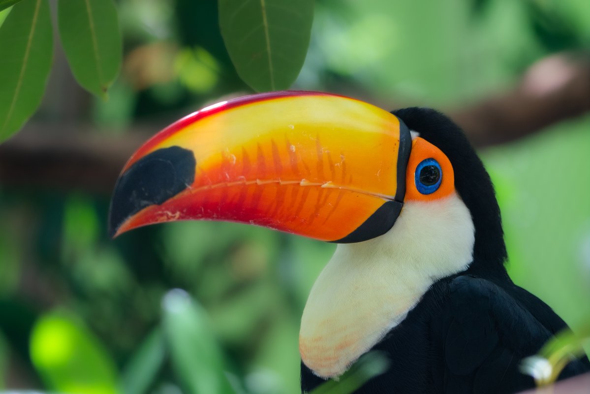 waza's tweet photo. 🆕WAZA is pleased to welcome @NaplesZoo as a new Institution Member. 

Naples Zoo is a non-profit zoological institution dedicated to inspiring respect for wildlife through conservation, education and high standards of animal care.

Find out more:
👉https://t.co/mAD47vjG5W https://t.co/xZNyygscc3