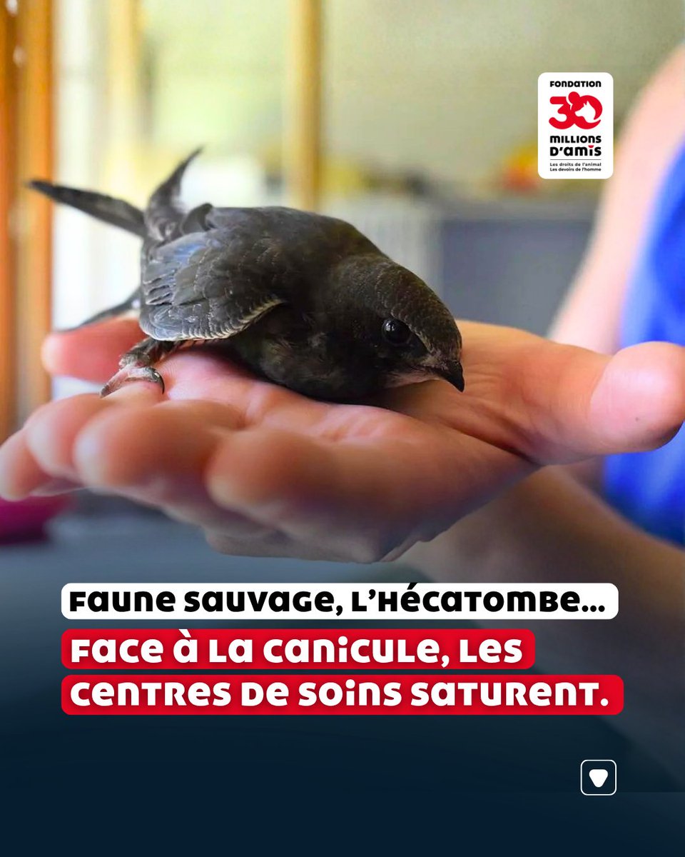 30millionsdamis's tweet photo. 🌡️ Les structures d’accueil Faune Sauvage sont dépassées par l’afflux massif de nouveaux pensionnaires après un mois de juillet marqué par d’intenses épisodes caniculaires qui se renouvellent aujourd’hui et dans certaines régions, par les incendies qui ravagent des milliers d’hectares.

🦔 🐿️ Martinets, hérissons, écureuils… la petite faune est recueillie en état de choc.

🕛 Face à l’hécatombe, les établissements sont parfois contraints de refuser des entrées, et de repenser leur organisation.

👉 Les équipes de soins partagent leurs inquiétudes sur les conséquences dramatiques du dérèglement climatique.

Retrouvez l’article complet sur : https://t.co/W0jCYHtsrt

#30millionsdamis #protectionanimale #faunesauvage #canicule
