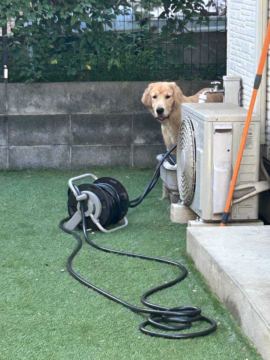 goldenkoharu's tweet photo. あなたがゴールデンレトリバーを見つめるとき
ゴールデンレトリバーもあなたを見つめているのです https://t.co/ltfgmsALpZ