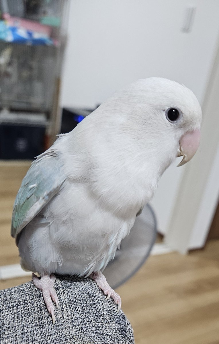 o__Nicky__o's tweet photo. そろそろ抱卵に飽きたご様子のコロンちゃん
この時期が一番甘えん坊になって可愛い爆発します👶

今日は早朝に水浴びと日光浴を全員でしたよー
最近暑すぎてお外で日光浴も迷いますね🌞
 #コザクラインコ
 #インコのいる暮らし https://t.co/1M3eQholpF