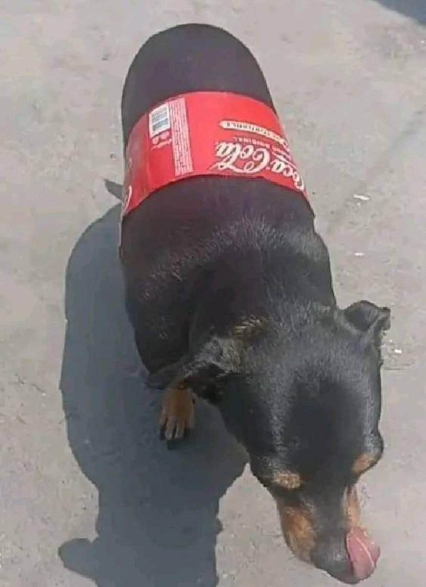 CulombianaVT's tweet photo. @MangoMango59 Better take this coca-cola dog https://t.co/HCgHGkwQNM