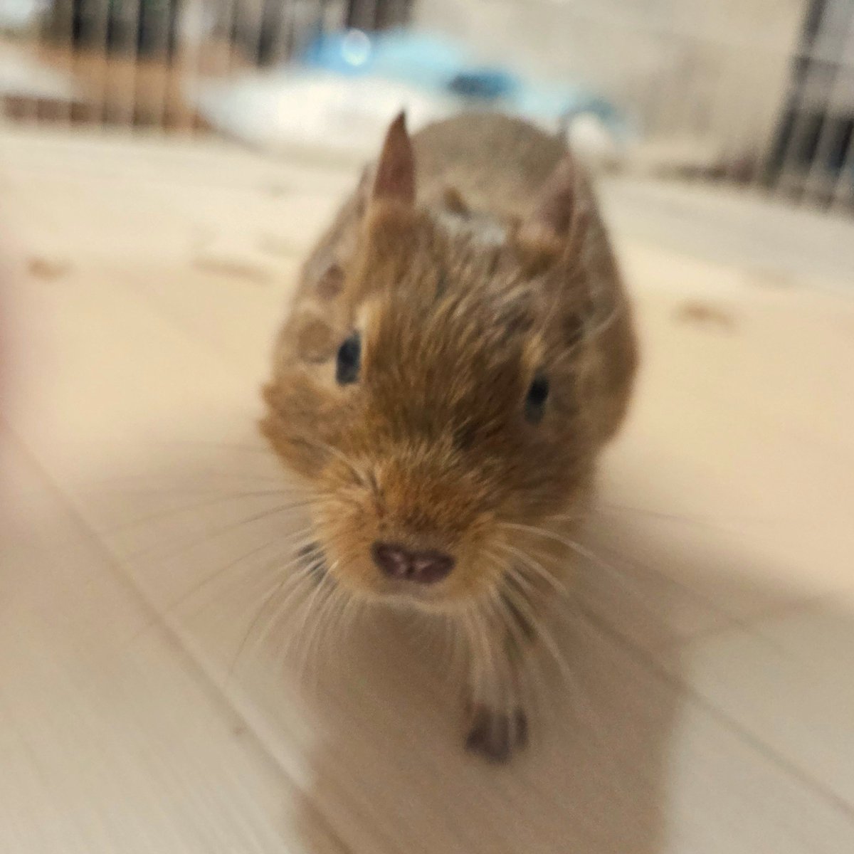 miso_kosame's tweet photo. オラオラきわみ持ってるのは知ってるんだぞォ黙ってよこせぇ！ https://t.co/SlZ6lneiUq