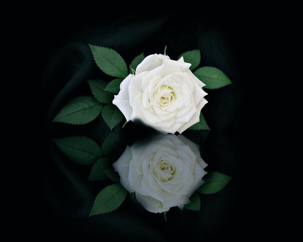 ⇣ 𝓗𝓪𝓲𝓵 ⇣🇸🇦 tweet media