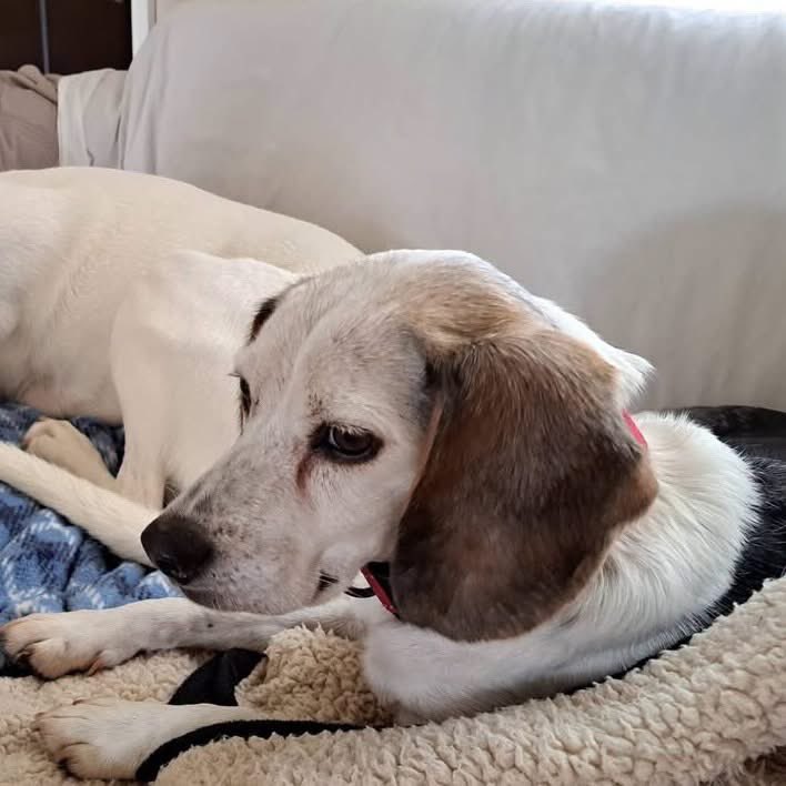 TriBeagles's tweet photo. Adoptable senior beagle of the day-Erin! https://t.co/9ThW7xYB7a https://t.co/lboxVMGJ8O