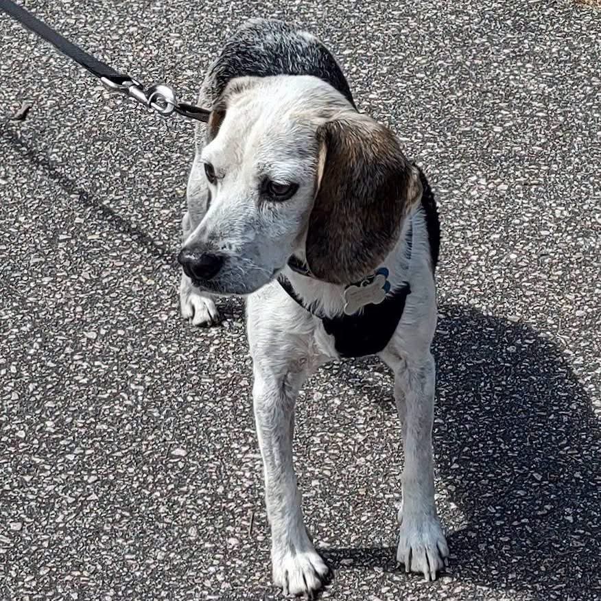 TriBeagles's tweet photo. Adoptable senior beagle of the day-Erin! https://t.co/9ThW7xYB7a https://t.co/lboxVMGJ8O