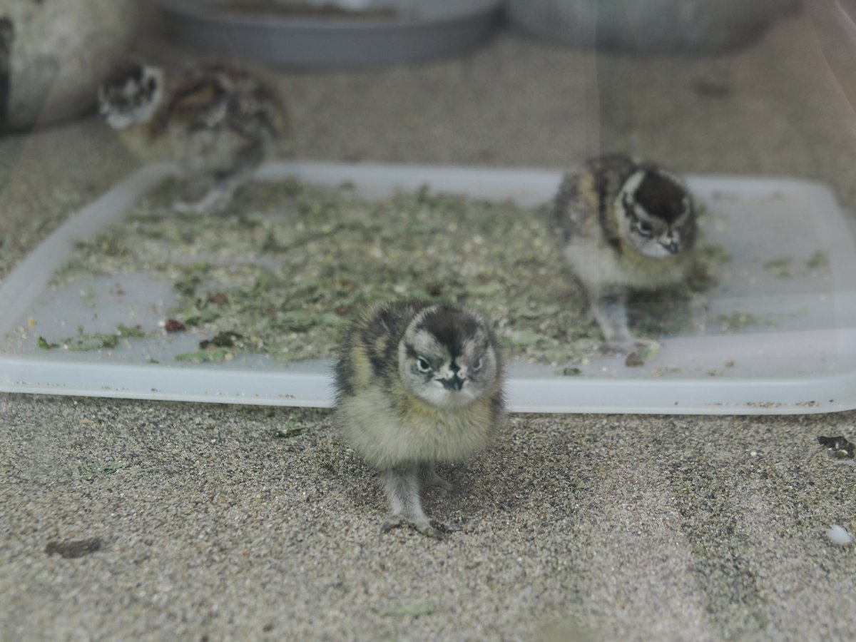 hankoa_chise's tweet photo. みんな写真上手い！上野のスバールバルライチョウ、炎天下の下でのガラスが激ムズだった💦普段の野鳥撮影とは違った難しさ🤣 https://t.co/i1HjhDfhqK