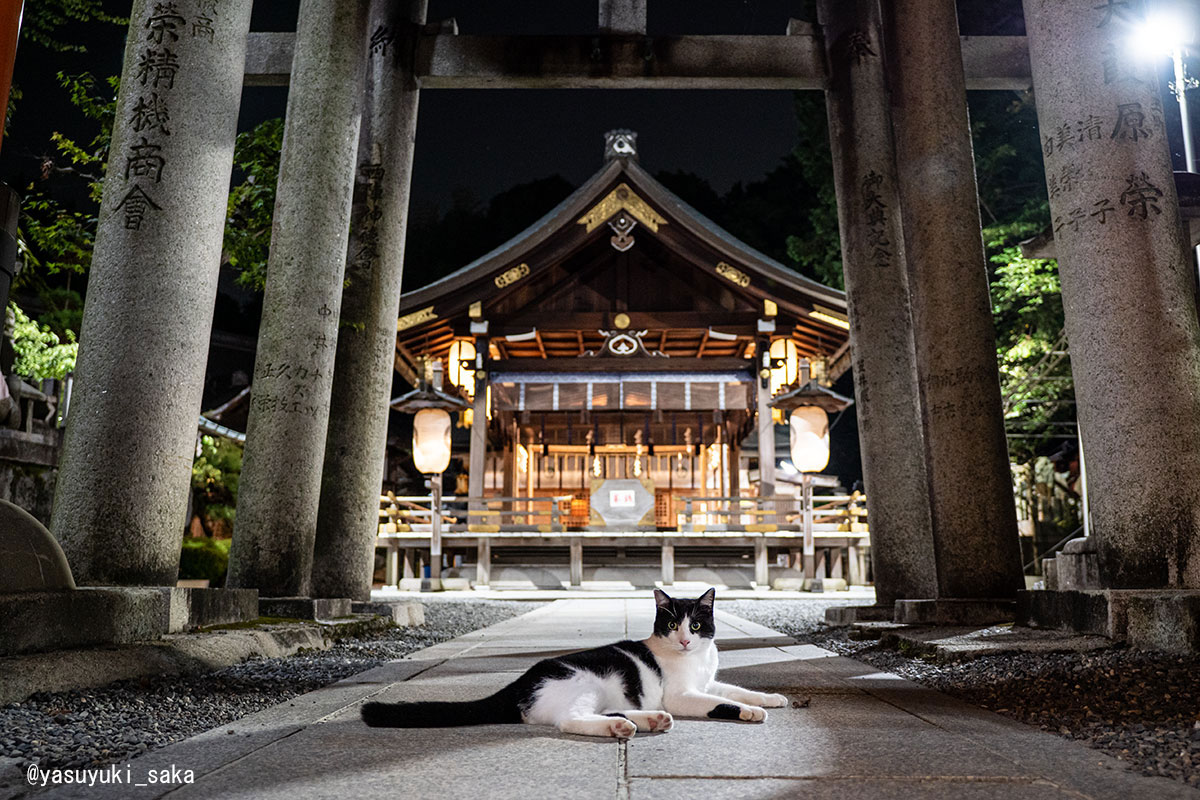 yasuyuki_saka's tweet photo. ねこ。 #猫 #ねこ #cat #猫写真 https://t.co/OdynAmdhvW