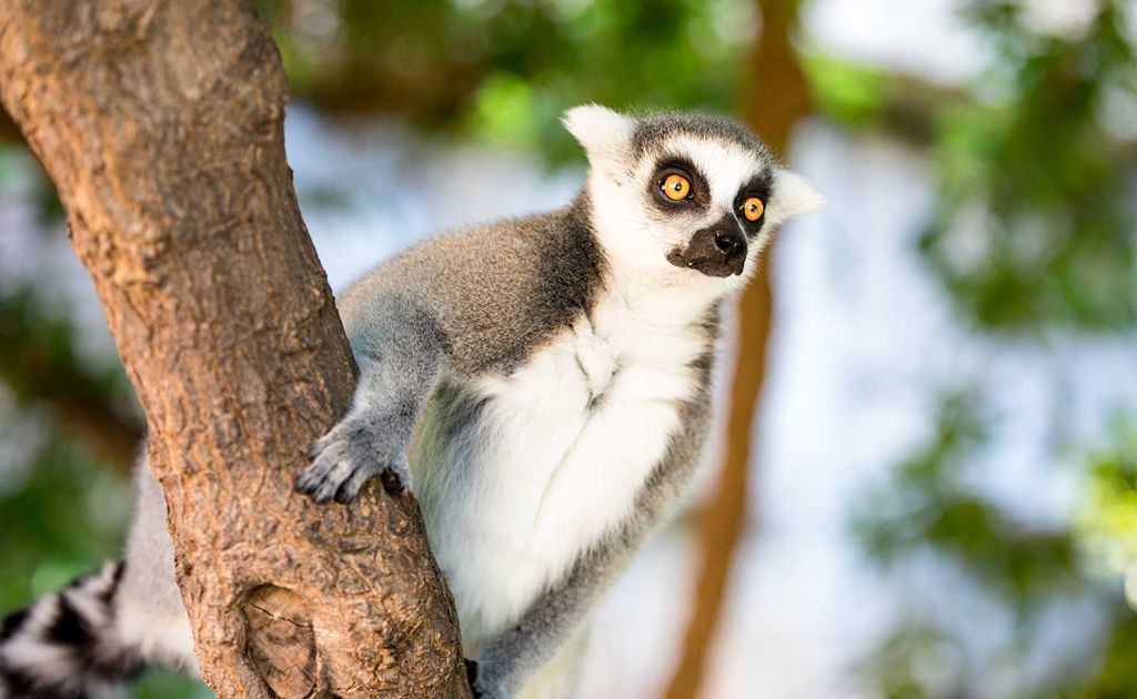 valenciaregion's tweet photo. No family trip to València is complete without a visit to Bioparc!

Ready to meet some incredible animals? 🐒🐘🦒

➡️  https://t.co/qiJovDzX62

@Valenciaturismo @Bioparc  | #MediterraneanAttitude https://t.co/SgoL1aULjZ