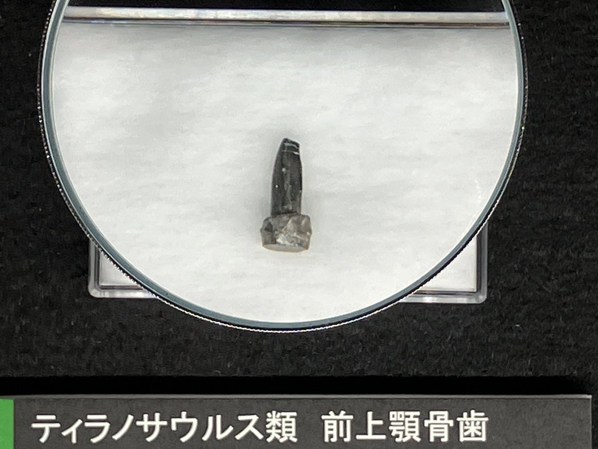 YuSKI35's tweet photo. ＼すべてはここから始まった／

まず登場するのは…

1996年に大野市下半原で発見された、日本初のティラノサウルス類の化石🦖✨

その3年後の1999年に世界へ向けて論文が発表され、当時は世界最古級のティラノサウルス類として、大きな注目を集めました🔍 https://t.co/RKzgLtcb3J