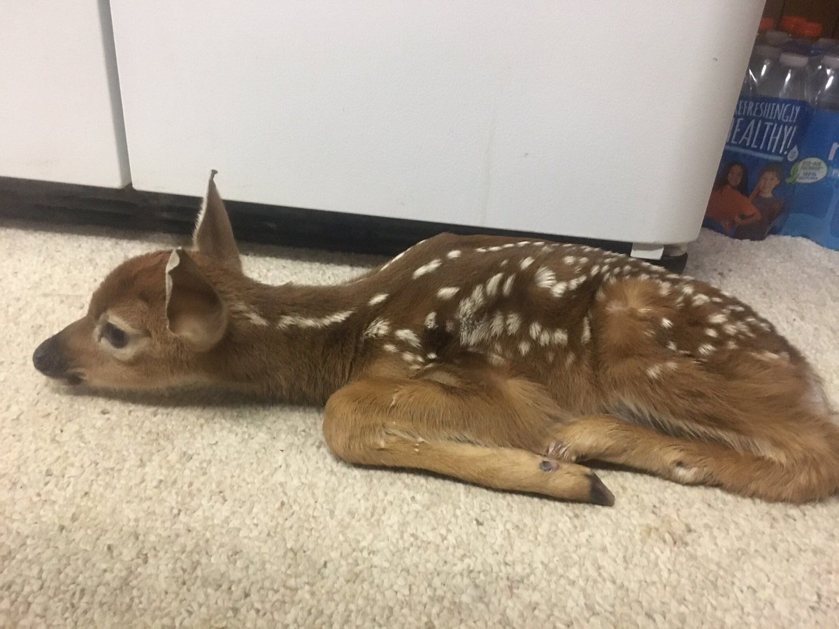 deershouldnt's tweet photo. may i come over and pancake mode https://t.co/5ncgH7QDxv