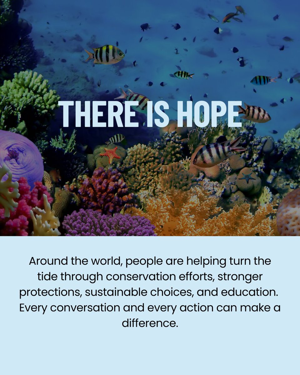 teamfinfree's tweet photo. Did you know some cosmetic and personal care products may contain ingredients derived from sharks?

As consumers, our choices matter. Taking a moment to learn what's in the products we use can help protect sharks and the oceans they help keep healthy.

#SHARKFREE https://t.co/vRCuLOmcK7