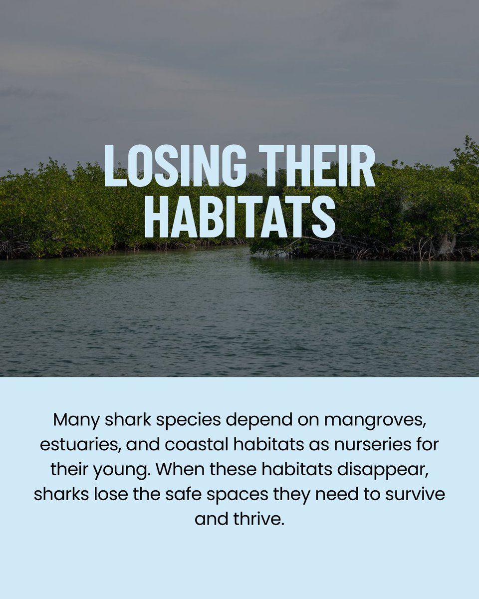 teamfinfree's tweet photo. Did you know some cosmetic and personal care products may contain ingredients derived from sharks?

As consumers, our choices matter. Taking a moment to learn what's in the products we use can help protect sharks and the oceans they help keep healthy.

#SHARKFREE https://t.co/vRCuLOmcK7