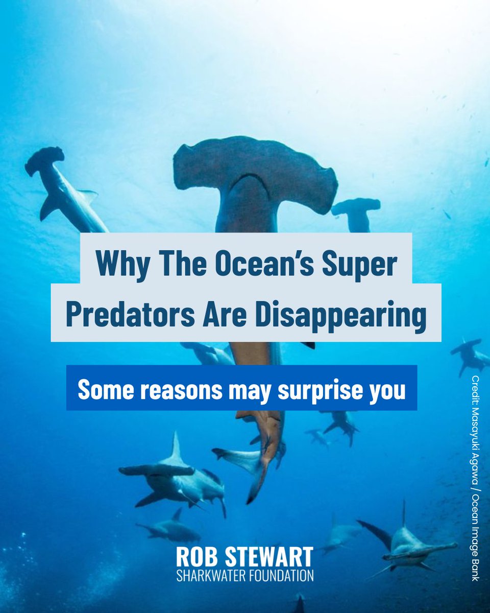 teamfinfree's tweet photo. Did you know some cosmetic and personal care products may contain ingredients derived from sharks?

As consumers, our choices matter. Taking a moment to learn what's in the products we use can help protect sharks and the oceans they help keep healthy.

#SHARKFREE https://t.co/vRCuLOmcK7
