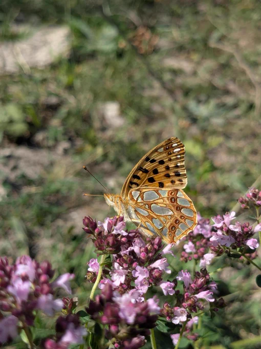 Orange and black patterned butterfly perched on small purple flowers in a natural outdoor setting.

Queen of Spain fritillary (c) Sophie Mowbray