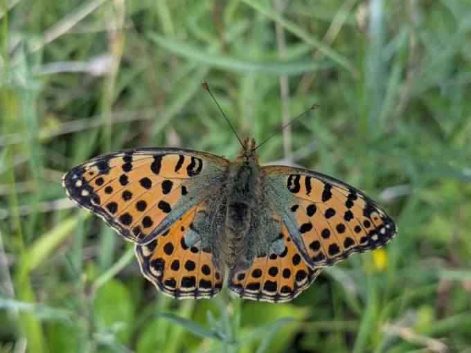 Orange and black patterned butterfly perched on small purple flowers in a natural outdoor setting.

Queen of Spain fritillary (c) Sophie Mowbray