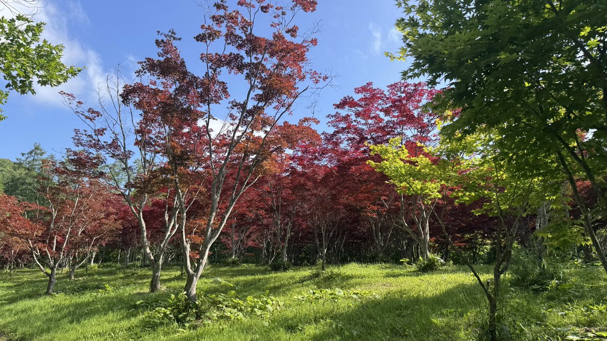 Yui_flower05's tweet photo. 【夏の北海道旅行記②】
この日に宿泊したのが銀婚湯（八雲町）です♨️
銀婚湯は、空いていれば入れる5ヶ所の貸切野天風呂が有名です（夜間は危ないので入浴不可）。
その中でも、源泉の濃いトチニの湯（写真1、2枚目）が人気です☺️
13時チェックイン11時チェックアウトも優しくてありがたいお宿です🙏 https://t.co/BS3t8kZc0t