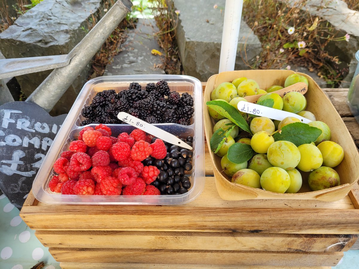 dovecotenursery's tweet photo. It's a plum festival on the table today 😀 sorry only 6 green gages and they are mine !!! #anglesey #seasonal #local #chef https://t.co/bq7WtkDbJB
