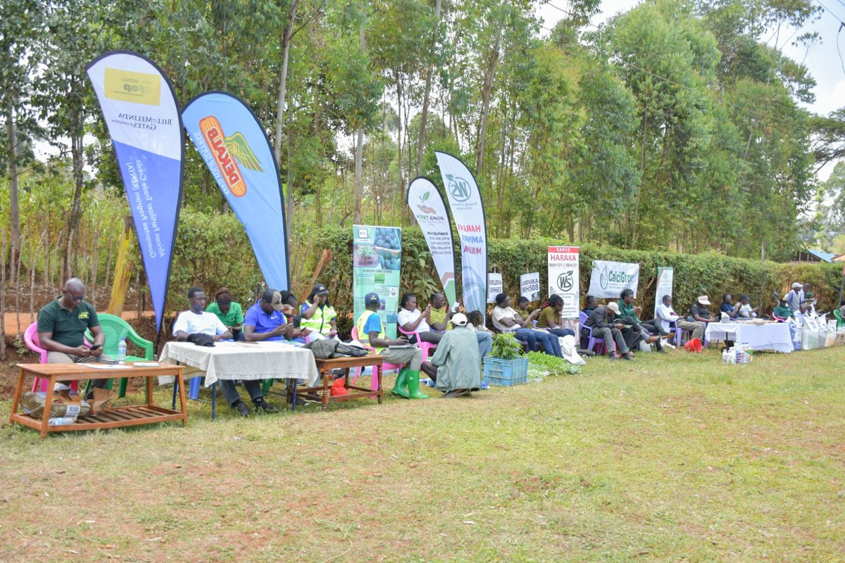 AFAPPartnership's tweet photo. AFAP Kenya is conducting an on-farm field day in Kitale, Trans-Nzoia County, under its Trade Credit Guarantee programme. The activity combines practical farmer learning with engagement across the agricultural input value chain. #AFAP #KenyaAgriculture #TransNzoia https://t.co/7cUOeiC6KE
