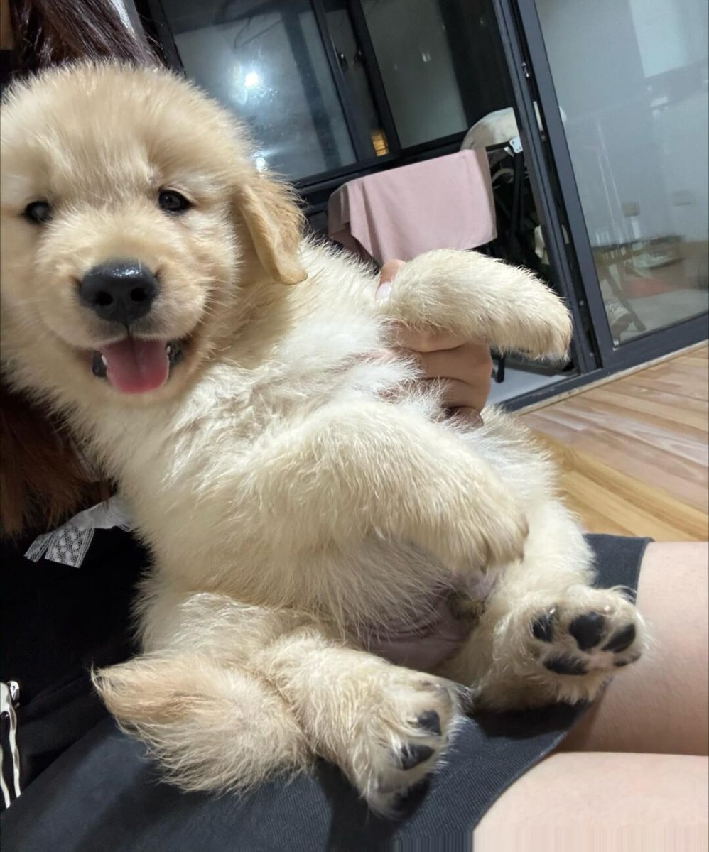dogssaveworld's tweet photo. belly rubs requested immediately 🐾🥺 https://t.co/ZCzgSntxWm