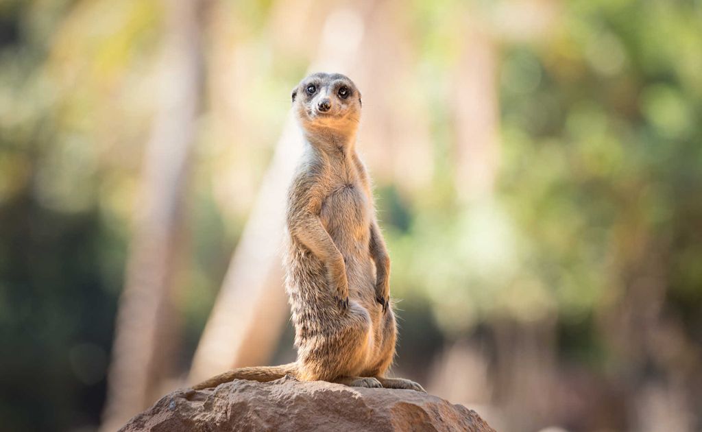 valenciaregion's tweet photo. No family trip to València is complete without a visit to Bioparc!

Ready to meet some incredible animals? 🐒🐘🦒

➡️  https://t.co/qiJovDzX62

@Valenciaturismo @Bioparc  | #MediterraneanAttitude https://t.co/SgoL1aULjZ