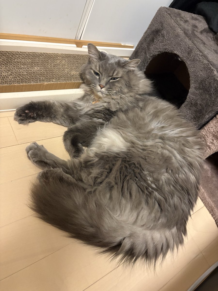 cottail's tweet photo. 花金ですにゃ

ぐっにゃい💤

#いーくん猫
#花金広報局 https://t.co/77SHLktzPA